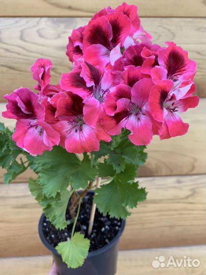 Королевская пеларгония