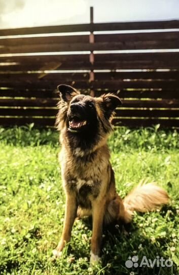 Красавица Фокси ищет дом