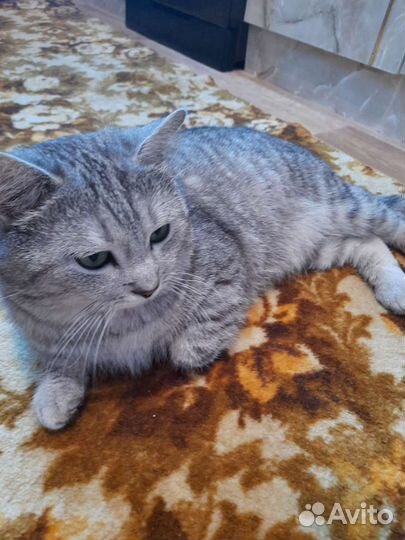 Шотландец вязка