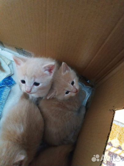Рыжие котята