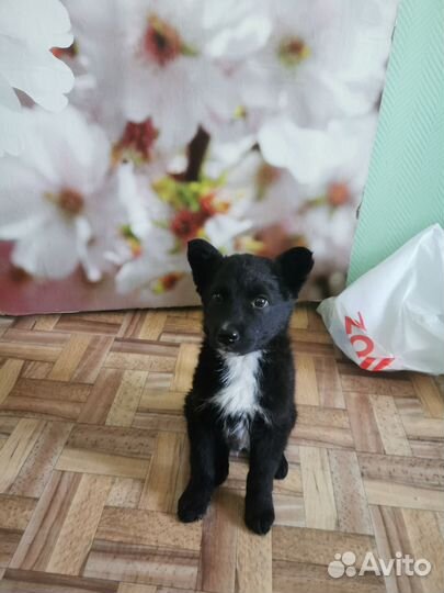 Найдена собака лайка