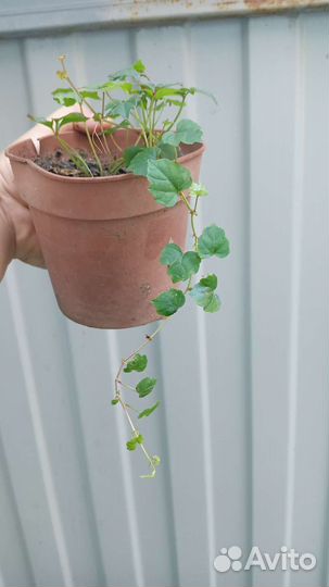 Виноград триостренный Вичи