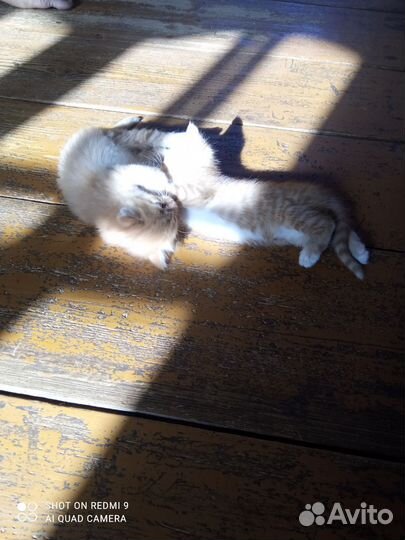 Котята в дар