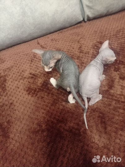 Донской сфинкс котята