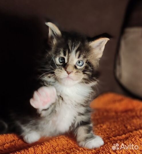 Котята Мейн Кун