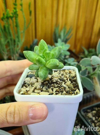 Суккуленты адромискус пахифитум эхеверия