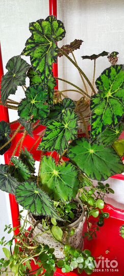 Комнатные цветы