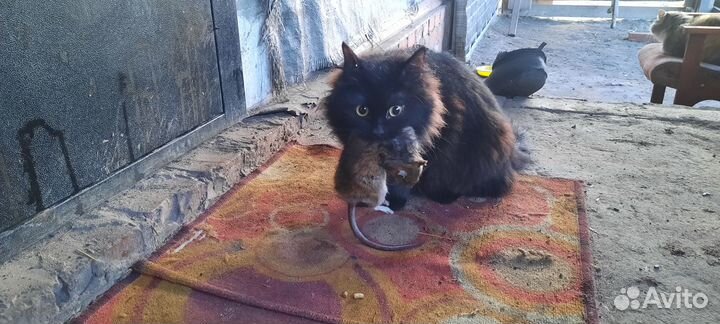 Котята бесплатно