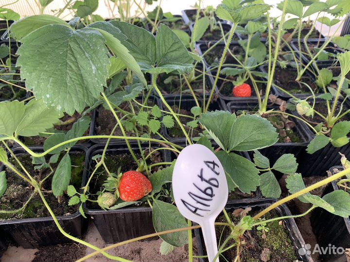 Рассада клубники Альба
