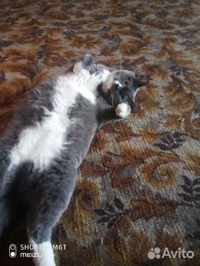 Отдам бесплатно британскую кошку