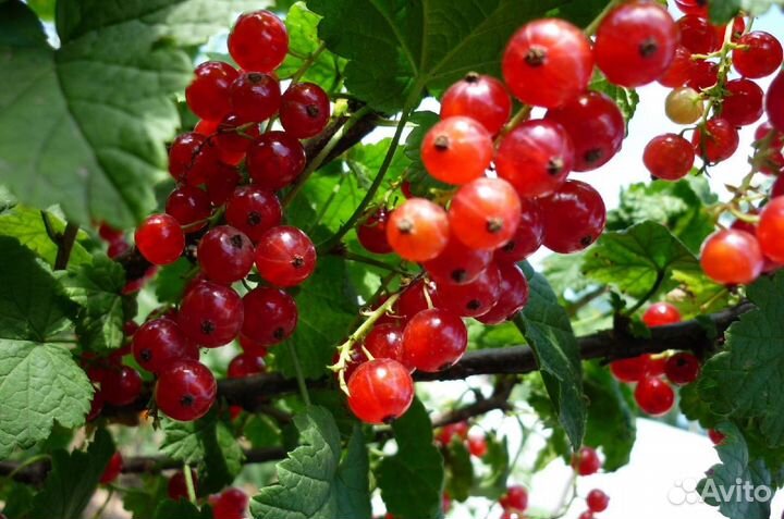 Саженцы Ежевики, малины, смородины