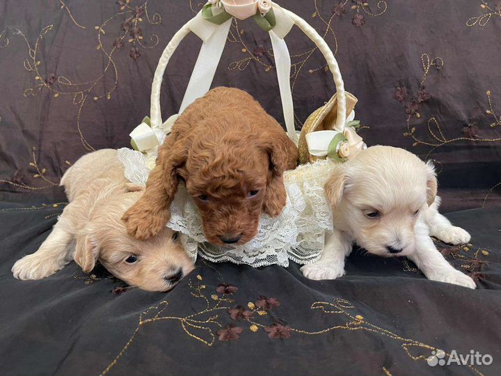 Мальтипу f1 микро мальчики