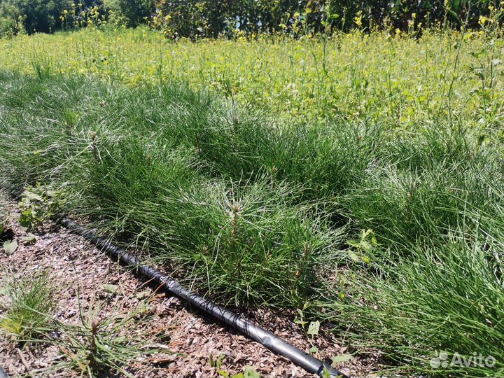 Фисташка Туполистная и другие саженцы