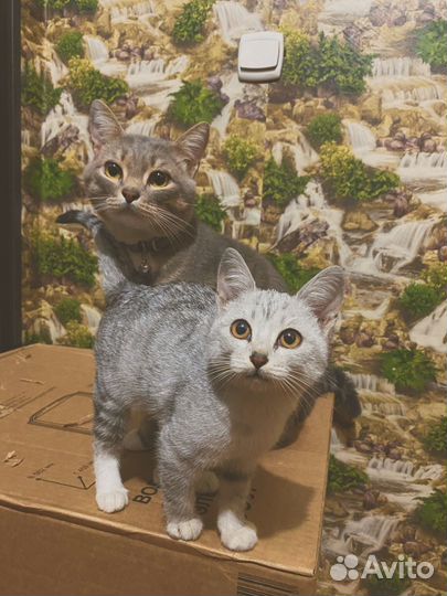 Котенок и кот