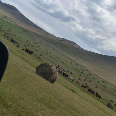 Сено в рулонах