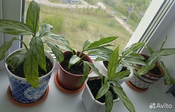 Аглаонема Сильвер Кинг