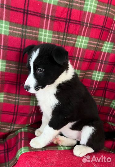 Щенок девочка в добрые руки