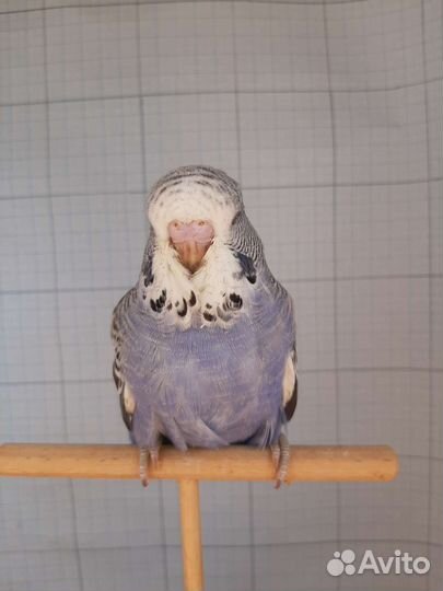 Волнистый выставочный попугай, Чехи