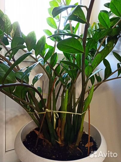 Замиокулькас