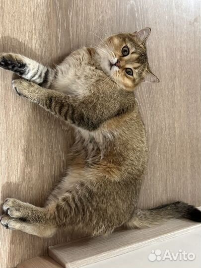 Кот на вязку