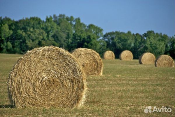 Сено в тюках