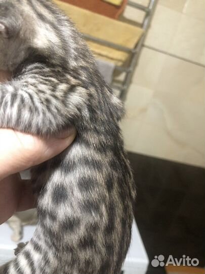 Продажа семьи саванн или кошек отдельно