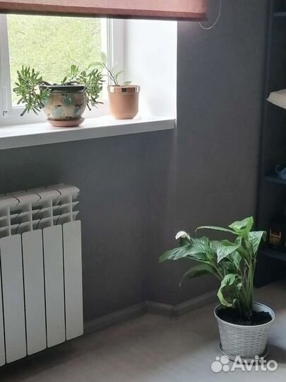 Спатифиллум