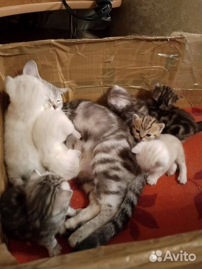 Шотландские котята