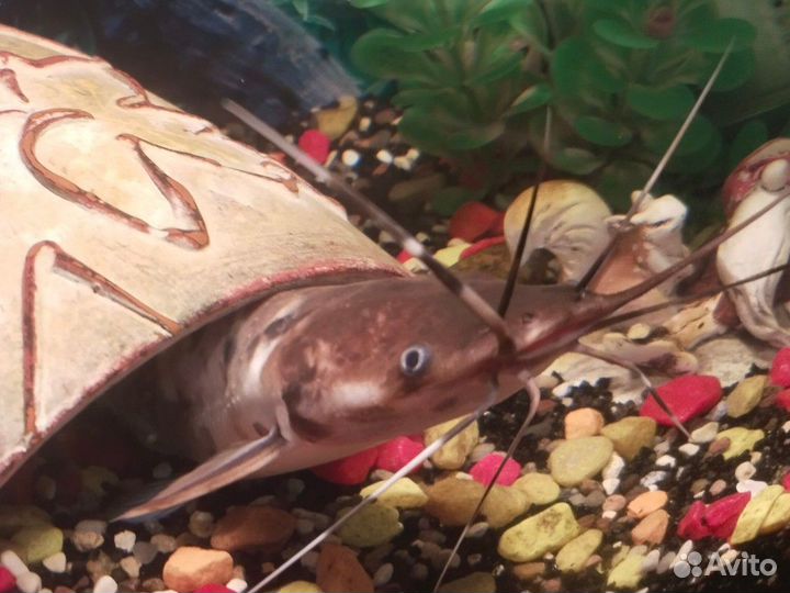 Рыба сом клариус