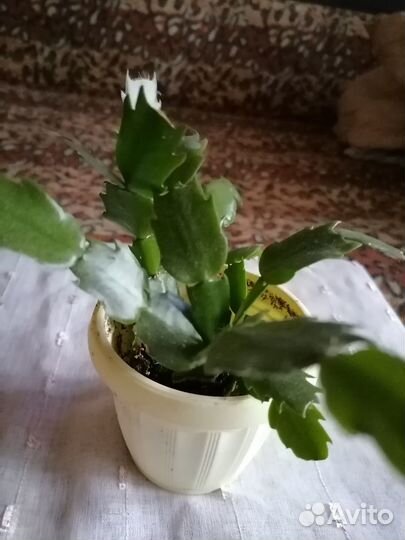 Декабрист красного, белого и розового цвета