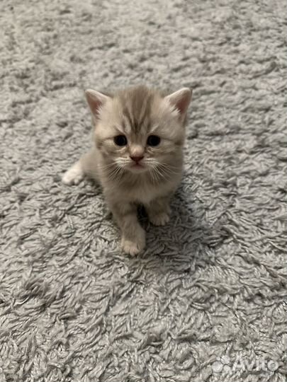 Пушистые друзья