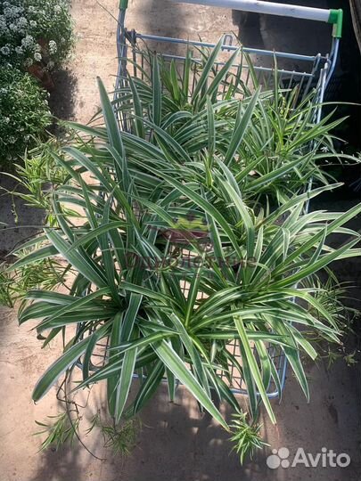 Хлорофитум в кашпо