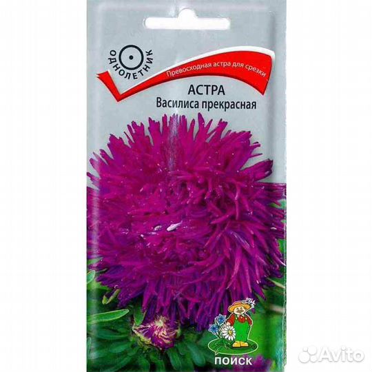 Рассада астры