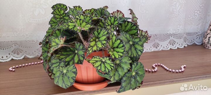 Бегония тигровая