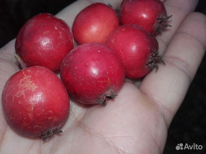 Крупноплодный садовый боярышник (взрослые саженцы)