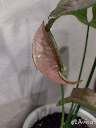 Шефлера Шеффлера сингониум флекси пинк