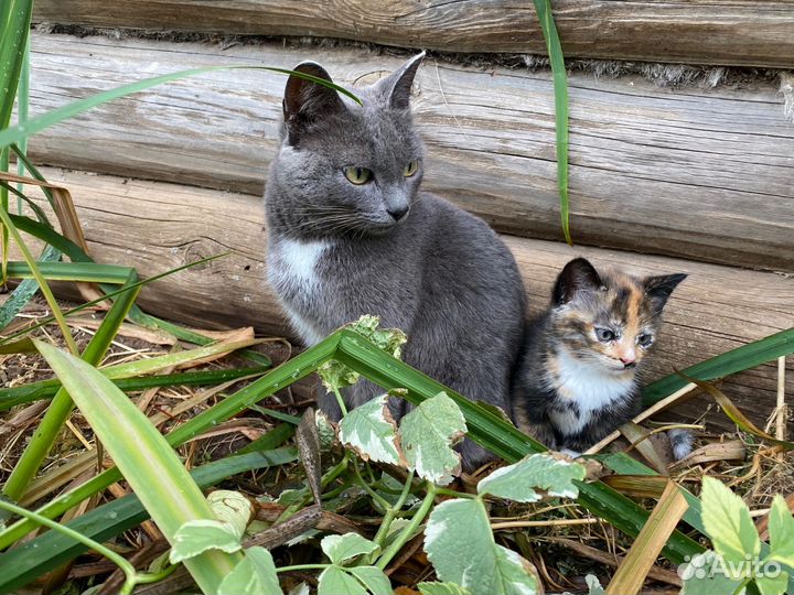 Трехцветные котята