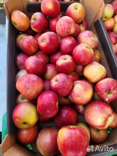 Яблоки