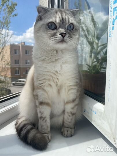 Кошка в добрые руки