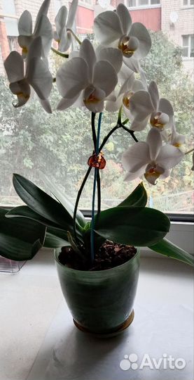 Орхидея фаленопсис бабочка, белая. Высота 35 см