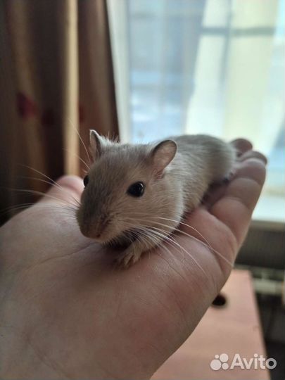 Монгольская песчанка