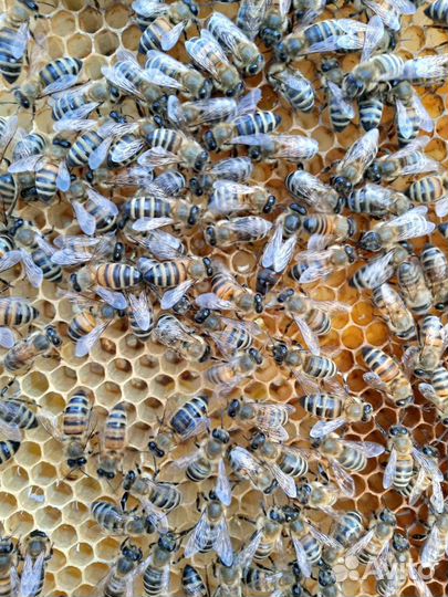 Пчёлопакеты карника Пчеломатки. Прополис