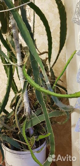 Драконий фрукт, Гилоцериус волнистый, Питахайя