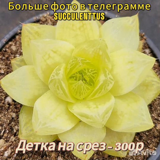 Суккуленты сотовые садики