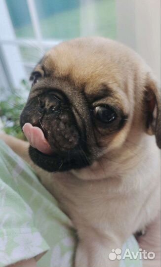 Щенок мопса