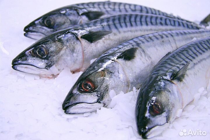 Скумбрия атлантическая мороженая