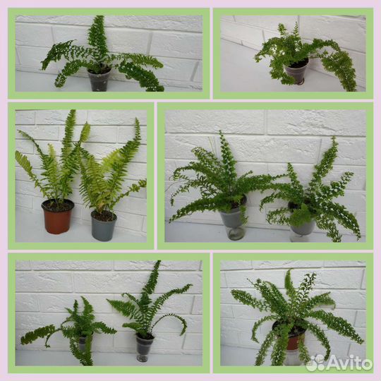 Папоротники 15 сортов