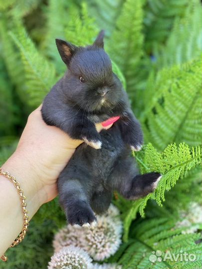 Ручные кролики