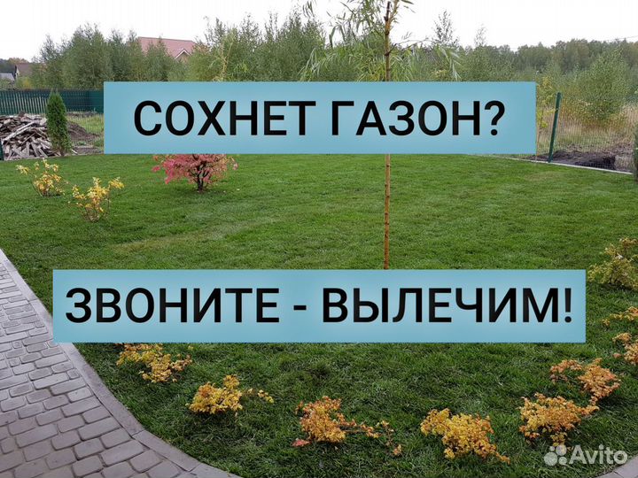 Сухой газон - озеленим