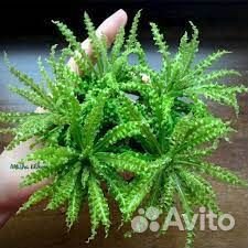 Аквариумные растения,отправка во все регионы